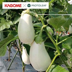 野菜の苗 26年4月下旬予約 ナス カゴメ 白ナス とろりん自根苗3号ポット