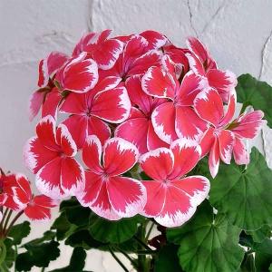 新品珍しいゼラニウム大苗 種 ゼラニウム 苗」の人気商品一覧 | 安い