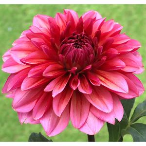 球根 26年3月中下旬予約 ダリアの球根 （大輪）残照1球 : 園芸ネット