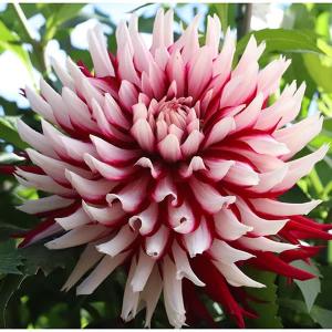 球根 26年3月中下旬予約 ダリアの球根 （大輪）残照1球 : 園芸ネット