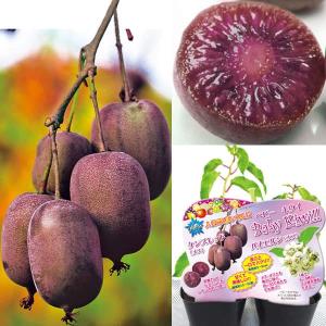 果樹の苗 26年5月中下旬予約 ベビーキウイ雌雄2株セット （ケンズレッドとバイエルン）