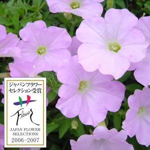 草花の苗 26年4月上旬予約 ランドスケープペチュニア さくらさくら3.5号ポット 6株セット