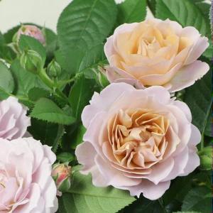 春の鉢花予約 ミニバラ カーナ・ハニーゴールド5号ポット