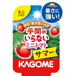 野菜の苗 26年5月中下旬予約 トマト（ミニ） カゴメ手間のいらないミニトマト サマー （夏植え）自根苗3.5号ポット