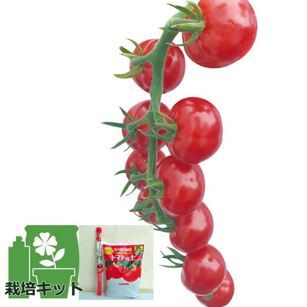野菜の苗/24年5月中下旬予約 トマトのかんたん栽培セット：ミニトマト：ぷるるん(R)*