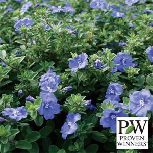 草花の苗 26年5月中下旬予約 エボルブルス ブルーラグーン11cmトールポット