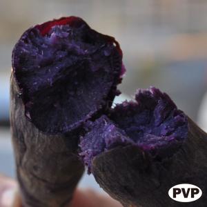 野菜の苗 26年4月下旬予約 サツマイモ ふくむらさき(PVP)4連カットパック