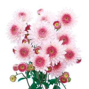草花の苗 26年5月中下旬予約 寒菊ポンポン菊 プラハ（白・桃系）2.5号ポット