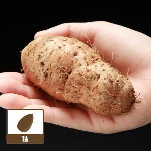 野菜の苗 26年5月中下旬予約 クーガ芋（とげどころ）3球入り
