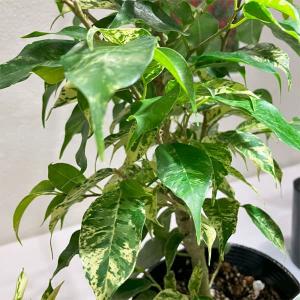 観葉植物 26年4月下旬予約 フィカス ベンジャミン ソルト＆ペッパー 3号ポット