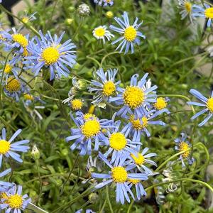 草花の苗 26年5月中下旬予約 キングフィッシャー デージー 2.5号ロングポット