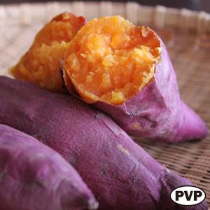 野菜の苗 26年4月下旬予約 サツマイモ苗 ハロウィンスイート(PVP)4連カット6パックセット（合計24株）