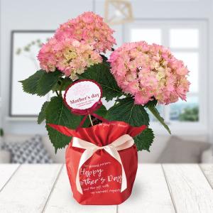 母の日 予約 アジサイ 星なでしこ（ピンク）4号鉢植え* 2026年 母の日 ギフト あじさい 母の日 プレゼント 送料無料