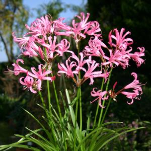 処分特価 2割引き 夏植え球根 ダイヤモンドリリーセット (ネリネ