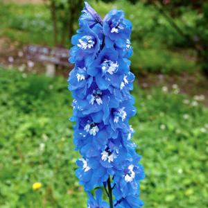 デルフィニウムの花 花の苗 の商品一覧 苗 花 ガーデニング 通販 Yahoo ショッピング