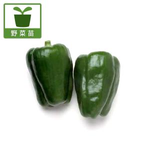 野菜の苗 26年4月下旬予約 ピーマン ニューエースピーマン2.5号ポット