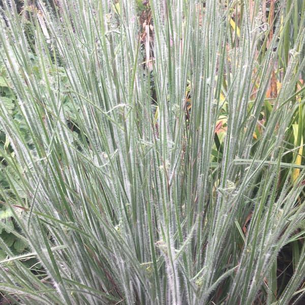 草花の苗 26年6月中下旬予約 スキザクリウム ハハトンカ3号ポット