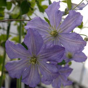 予約販売 クレマチス 苗 風の方位 フロリダ系 及川フラグリーン