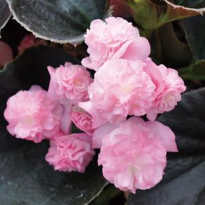 ベゴニアピンク 花の苗 の商品一覧 苗 花 ガーデニング 通販 Yahoo ショッピング