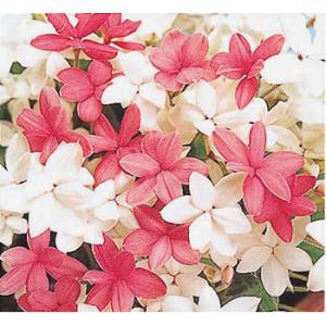 球根 26年4月下旬予約 ロドヒポキシス（アッツザクラ） 混合3球入り