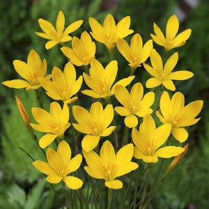 球根 26年4月上旬予約 ゼフィランサス シトリナ10球入り