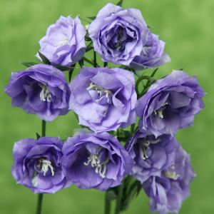 カンパニュラ 苗の商品一覧 通販 Yahoo ショッピング