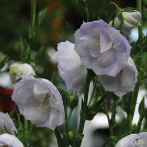 カンパニュラ 苗の商品一覧 通販 Yahoo ショッピング