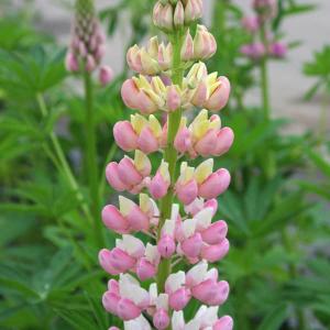 ルピナス 苗の商品一覧 通販 Yahoo ショッピング