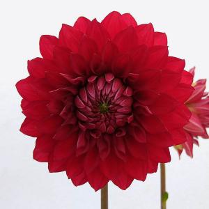 黒蝶 ダリアの商品一覧 通販 Yahoo ショッピング