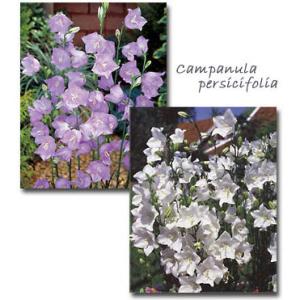 カンパニュラ 種 花の苗 の商品一覧 苗 花 ガーデニング 通販 Yahoo ショッピング