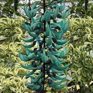 ITANSE ヒスイカズラの苗 (翡翠葛) 花苗 熱帯植物 インテリアグリーン