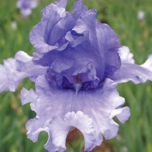 ジャーマンアイリス4株 ジャーマンアイリス4株 【公式通販】