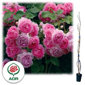 バラジャスミーナ 花 ガーデニング の商品一覧 通販 Yahoo ショッピング