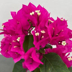 花苗 ブーゲンビリア ブルーハワイ 2ポット 爆買 : 花と緑 国華園