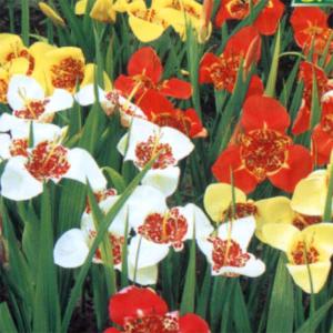 チューリップ アンジェリケ 八重咲き5球パック 秋植え 冬植え 春咲き