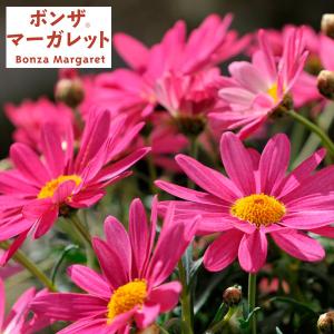 ピンクマーガレット苗 花 ガーデニング の商品一覧 通販 Yahoo ショッピング