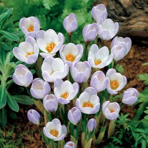 花球根 早咲き球根 クロッカス ブルーパープル 10球入 カネコ種苗の球根 Kyuukon 064 Gardener S Shop Ivy 通販 Yahoo ショッピング