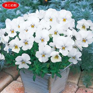 ビオラ 寄せ植えのランキングtop42 人気売れ筋ランキング Yahoo ショッピング