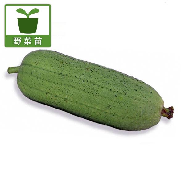 野菜の苗/24年5月中下旬予約 ナーベラー（食用ヘチマ）：味枕（あじまくら）3号ポット