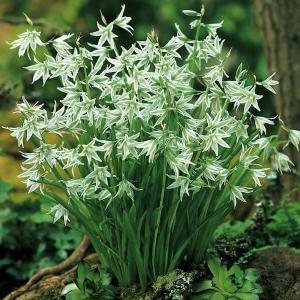 オーニソガラム球根の商品一覧 通販 Yahoo ショッピング