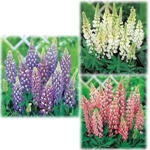 ルピナス 苗の商品一覧 通販 Yahoo ショッピング