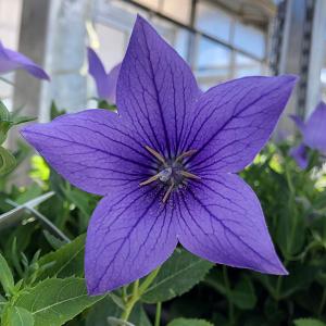 七草 寄せ植えの商品一覧 通販 Yahoo ショッピング