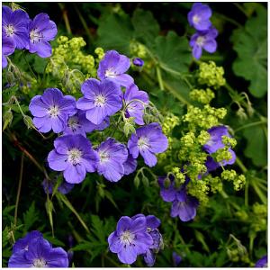 ブルーロック 花の苗 の商品一覧 苗 花 ガーデニング 通販 Yahoo ショッピング