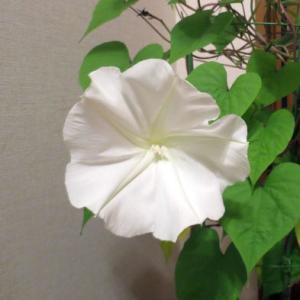 草花の苗 26年4月下旬予約 ユウガオ（夕顔） 白花夕顔2.5号ポット