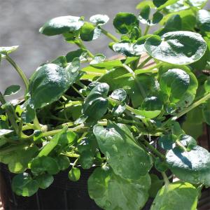 野菜の苗/23年11月中下旬 プランタークレソン大谷川3号ポット