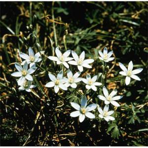 オーニソガラム球根の商品一覧 通販 Yahoo ショッピング