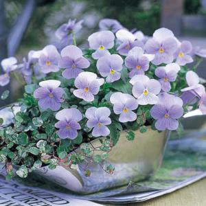 ビオラ 寄せ植えのランキングtop65 人気売れ筋ランキング Yahoo ショッピング