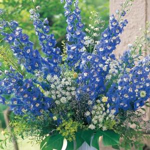 デルフィニウム 苗の商品一覧 通販 Yahoo ショッピング