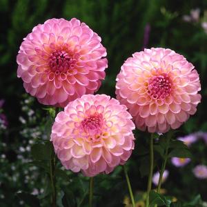 大和当帰の苗100株 大和当帰の苗100株 苗木・植木