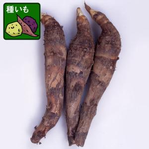 野菜の苗 26年4月下旬予約 サトイモ タケノコいも（京いも・種芋)500g入り